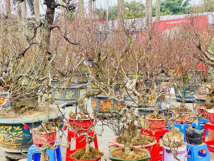 Theo các chủ nhà vườn, hoa đào Thất Thốn tươi
lâu, có thể chơi dài ngày.