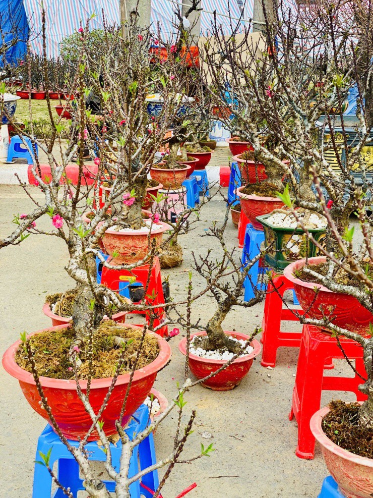 Để chăm sóc đào Thất Thốn đòi hỏi rất kỳ công,
mất nhiều thời gian, kỹ thuật mới cho cây đào đẹp.