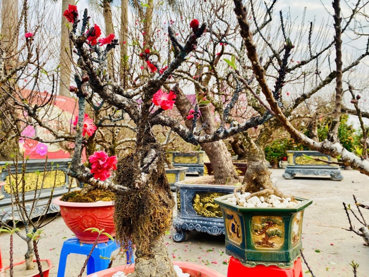 Những gốc đào xù xì, rêu phong càng làm tăng
vẻ độc lạ cho cây.