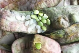 Thị trường - Tiêu dùng - “Hạt tổ yến” là gì mà giá hơn 2 triệu/kg, ở Việt Nam cũng có mà ít ai để ý