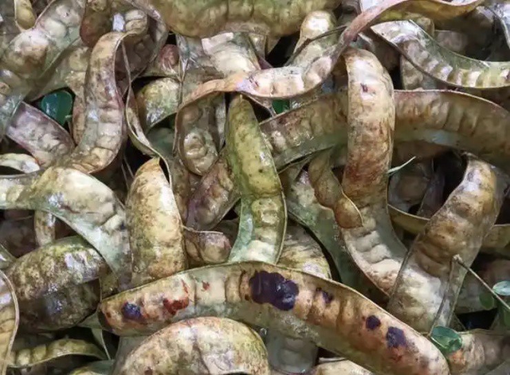 “Hạt tổ yến” là gì mà giá hơn 2 triệu/kg, ở Việt Nam cũng có mà ít ai để ý - 2