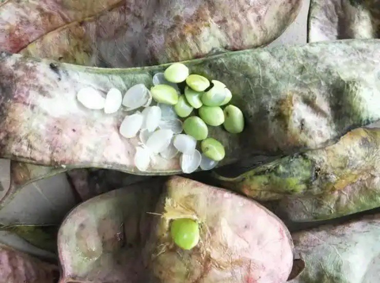 “Hạt tổ yến” là gì mà giá hơn 2 triệu/kg, ở Việt Nam cũng có mà ít ai để ý - 3