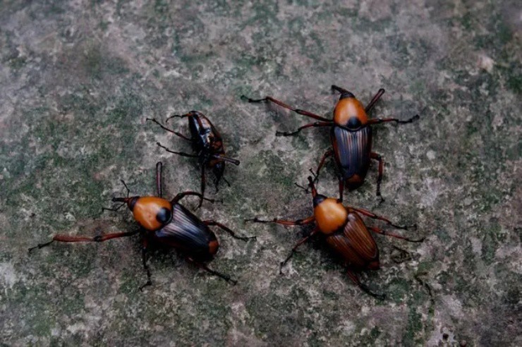 "Kẻ thù của nhà nông" bỗng hóa "mỏ tiền", hơn nửa triệu/kg vẫn ùn ùn người mua - 2