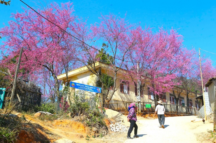 Những ngày cận Tết Nguyên đán, trường Phổ thông dân tộc bán trú (PTDTBT) Tiểu học Mường Típ 1, điểm trường Phà Nọi (xã Mường Típ, huyện Kỳ Sơn, Nghệ An) lại rực rỡ bởi một màu hồng của loài hoa anh đào.