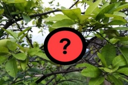 Vỏ quả quen thuộc được ví như nhân sâm, người Việt xưa chỉ ăn ruột quả