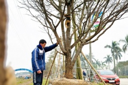 Ngắm những cây mai cổ thụ được ra giá 200 triệu đồng