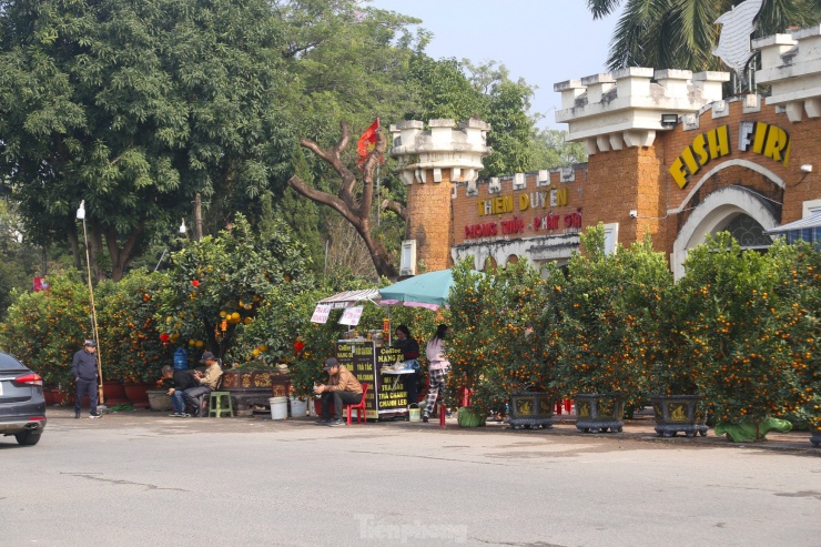 Từ giữa tháng Chạp (tháng 12 âm lịch), các tiểu thương đã bắt đầu bày bán những cành đào, chậu quất, mai vàng... khắp các tuyến phố TP. Vinh để phục vụ nhu cầu chơi Tết của người dân. Ghi nhận ngày 21/1 (tức 22 Tết) tại các điểm bán hoa, cây cảnh Tết ở TP Vinh không khí mua sắm khá ảm đạm, người mua chủ yếu đến tham quan, chụp ảnh.