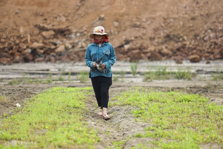 Người dân đi thăm ruộng rau cải được trồng trên lòng suối - nơi từng là cánh đồng lúa bị đất đá vùi sâu hơn chục mét. Vài tháng trước, cán bộ nông nghiệp huyện mang cây giống, phân về hỗ trợ bà con trồng cấy song cây lớn chậm hoặc lụi dần vì ruộng toàn đất đá, đánh luống lên gặp nhiều sắt thép. Nhiều hộ ở các cụm dân cư cũ đối diện nỗi lo sinh kế khi đồi nương sạt lở, ruộng trồng lúa bị vùi lấp sâu.