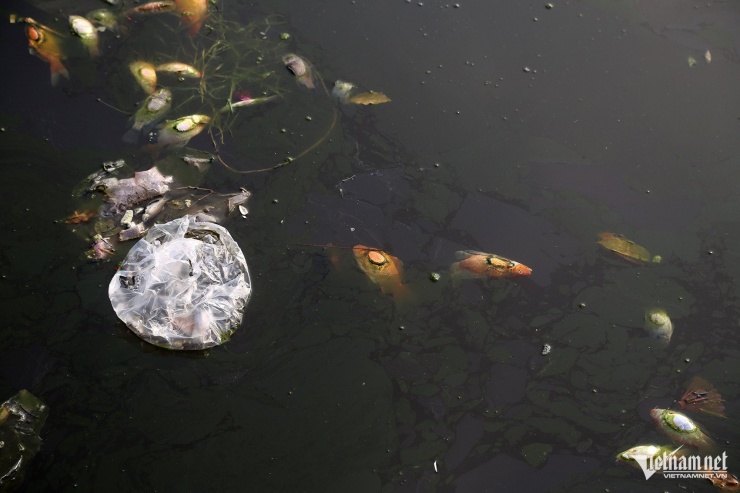 Các chép chỉ bơi vài vòng rồi ngửa bụng. Ảnh: Phạm Công
