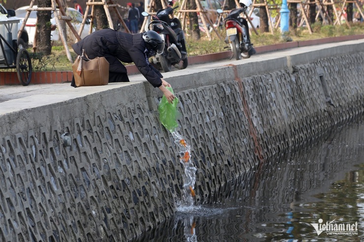 Cá chép đỏ được người dân thả ở đây với lý do gần nhà. Ảnh: Phạm Công