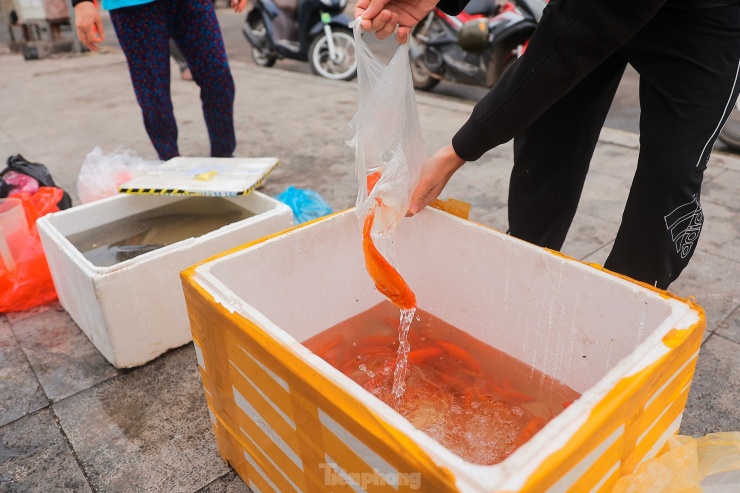 Theo tín ngưỡng dân gian, ngày lễ cúng 23 tháng Chạp là dịp các gia đình Việt Nam tiễn ''thần bếp'' lên chầu trời, cá chép là phương tiện đưa ông Công ông Táo lên thiên đình báo cáo công việc trong năm qua.