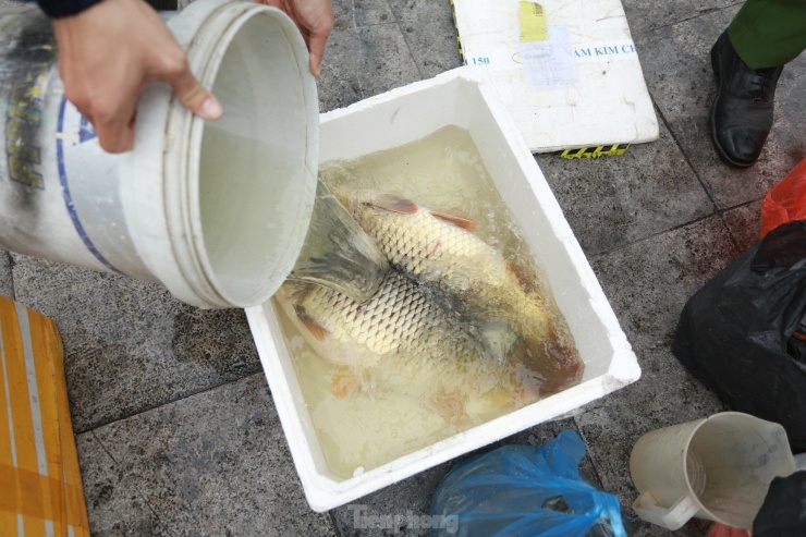 Ông Toàn cho biết: "Tôi mua 2 con với giá 500 nghìn đồng, mấy năm nay năm nào tôi cũng thả cá chép to, có trứng. Tôi quan điểm, việc thả cá chép trứng không chỉ mang ý nghĩa sinh sôi, nảy nở mà còn tượng trưng cho sự phát triển và thịnh vượng".