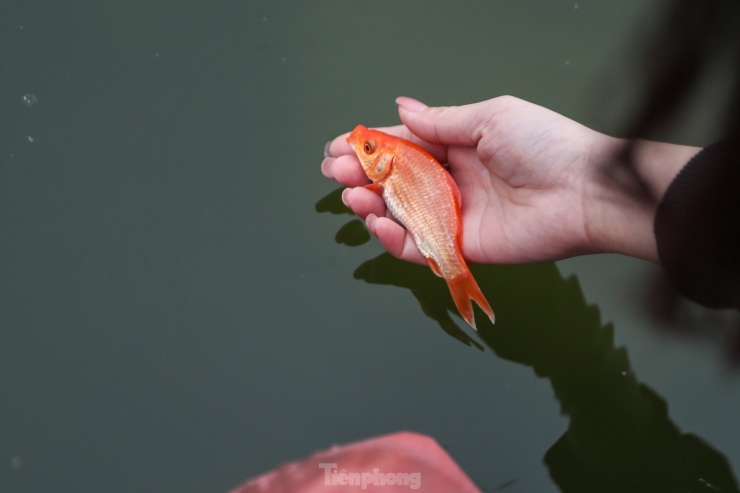 Cá chép được coi là "phương tiện" đưa Táo quân về Trời, cá được thả xuống ao, hồ, cũng là hành động phóng sinh.