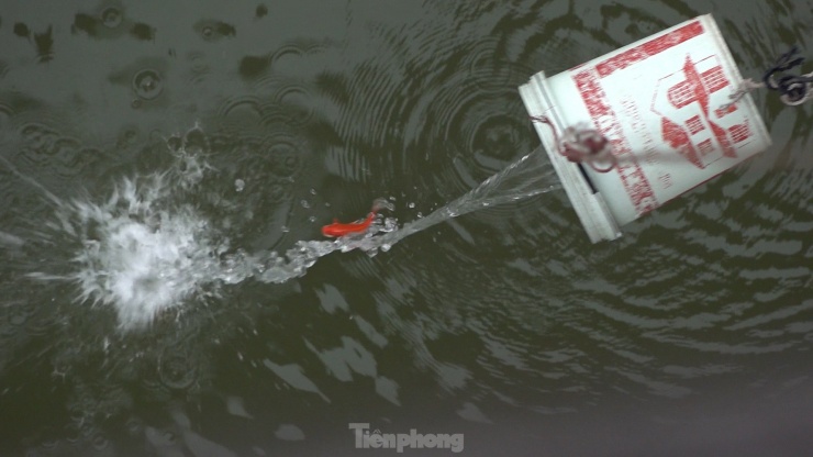 Nhờ có sự hỗ trợ này, cá được đưa xuống sông Hồng một cách an toàn.