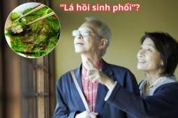 Tin tức sức khỏe - Loại lá được người Nhật ví như &quot;lá hồi sinh phổi&quot; cực đắt đỏ nhưng ở Việt Nam “rẻ như cho”