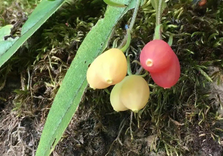 Châu Á có loại quả trái tim cực lạ, siêu dinh dưỡng, giá đắt vẫn nhiều người săn lùng - 2