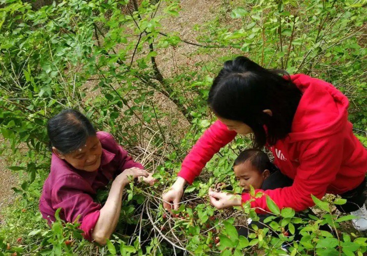 Châu Á có loại quả trái tim cực lạ, siêu dinh dưỡng, giá đắt vẫn nhiều người săn lùng - 4