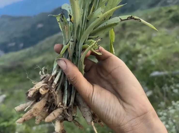 Rễ cỏ có từ nghìn năm trước, giờ đào lên bán giá hơn nửa triệu/kg, ở Việt Nam có đầy - 1