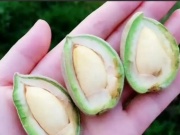 Thị trường - Tiêu dùng - Quả người Việt chỉ ăn hạt, ở nước ngoài bán nguyên quả mà “hái ra tiền”