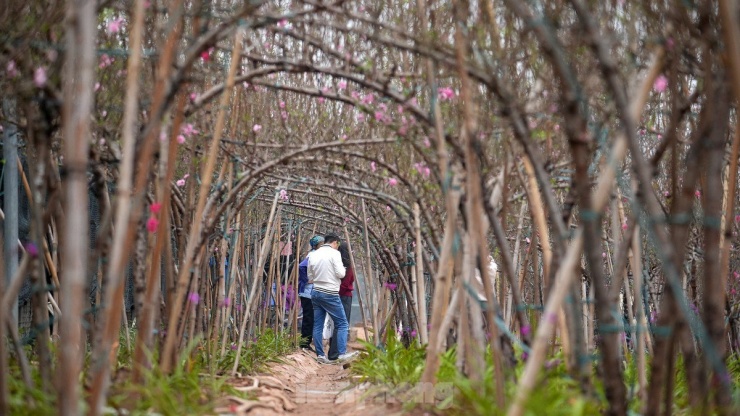 Hà Nội: Đào Nhật Tân tăng giá mạnh, chi tiền triệu vẫn khó mua - 2
