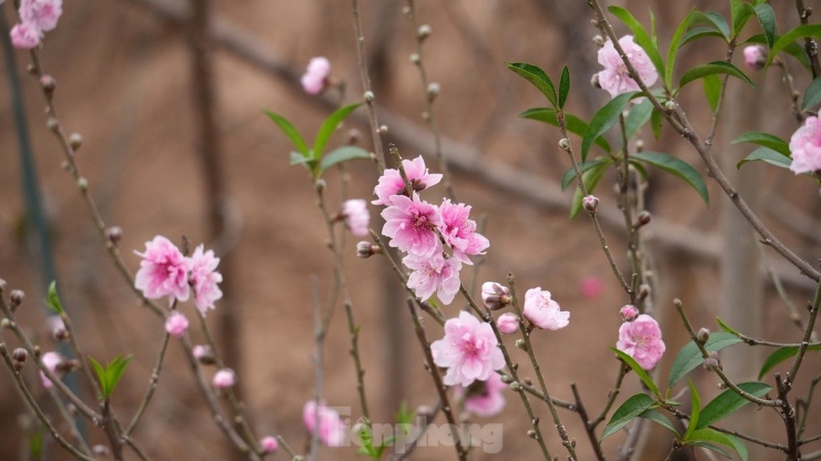 Hà Nội: Đào Nhật Tân tăng giá mạnh, chi tiền triệu vẫn khó mua - 11