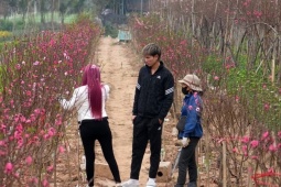 Media - Hà Nội: Đào Nhật Tân tăng giá mạnh, chi tiền triệu vẫn khó mua