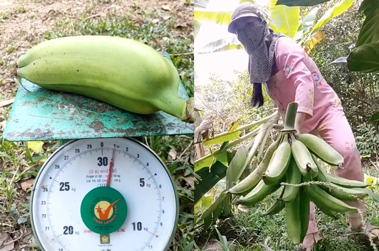 Một buồng chuối tá quạ thường chỉ có 1 – 2 nải, mỗi nải nhiều lắm cũng chỉ có khoảng 10 trái.