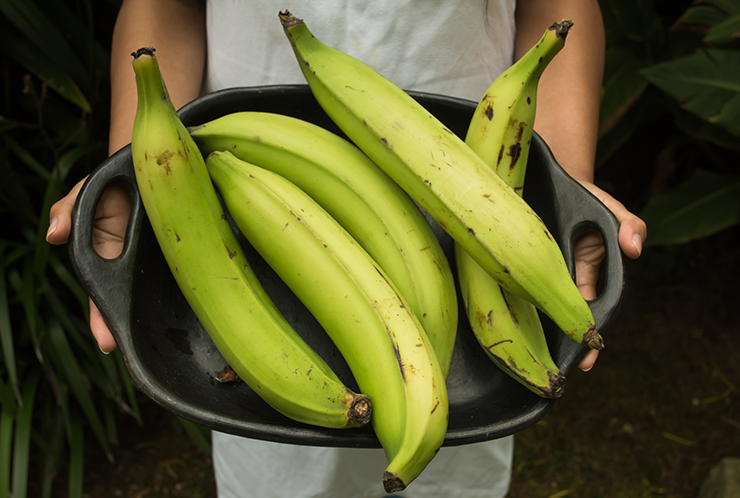 Chuối tá quạ có trọng lượng trung bình khoảng 300 – 400 gram/quả, quả to hơn khoảng 500 – 600gram, cá biệt có những quả "khủng" đạt trọng lượng đến hơn 1kg/quả.