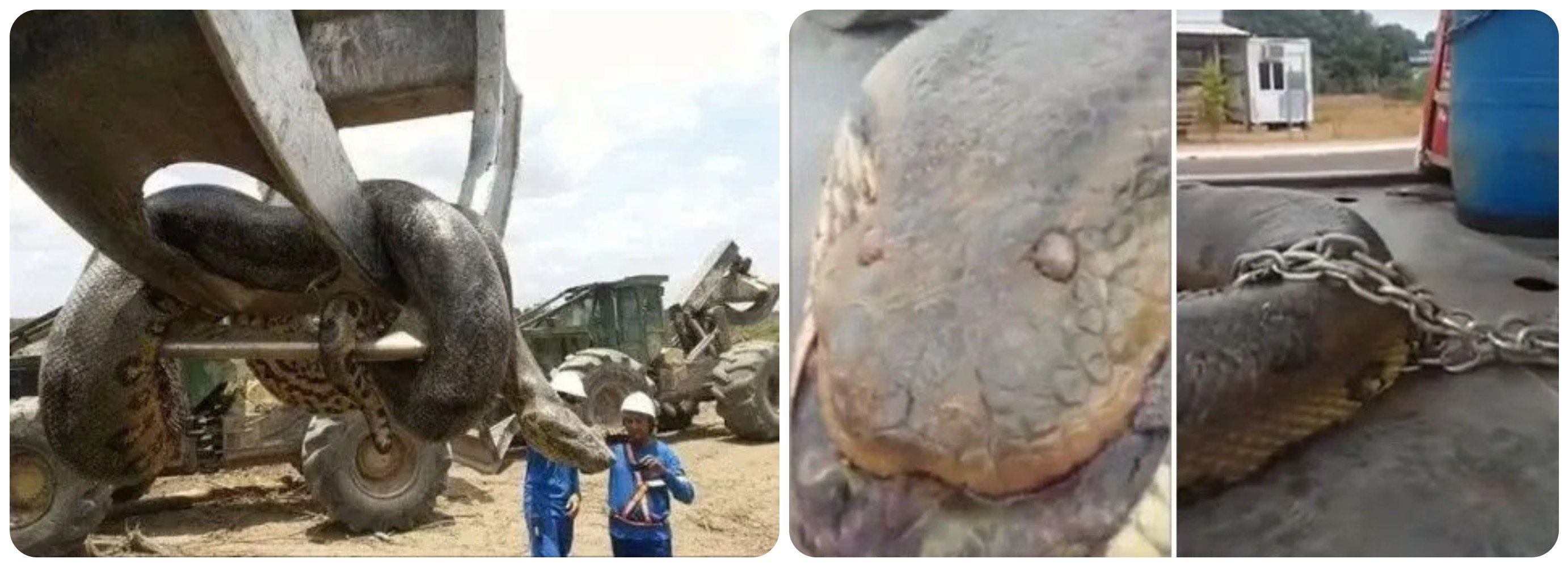 Con trăn lớn nhất thế giới từng được phát hiện ở Brazil (ảnh: Yahoo News)