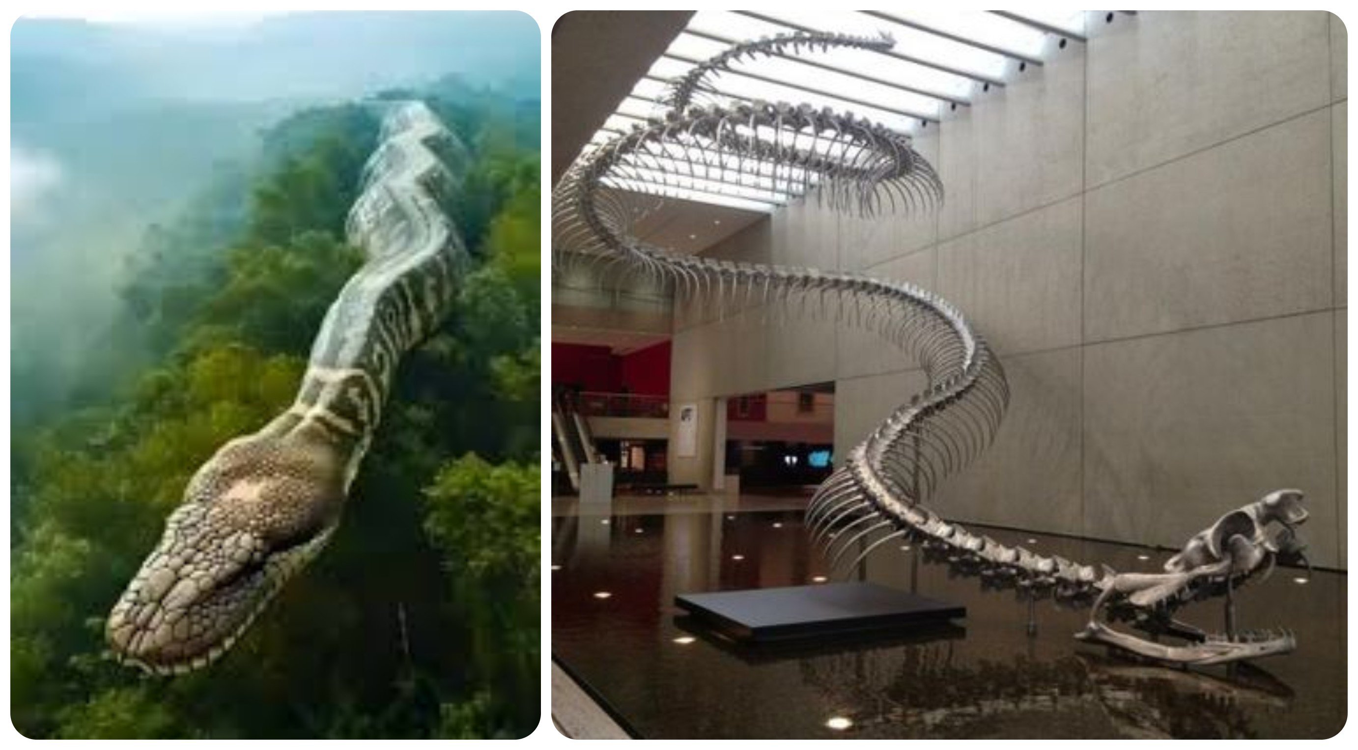 Loài rắn “quái vật” dài gần 15 mét nặng 1 tấn, không có đối thủ trên mặt đất - 3