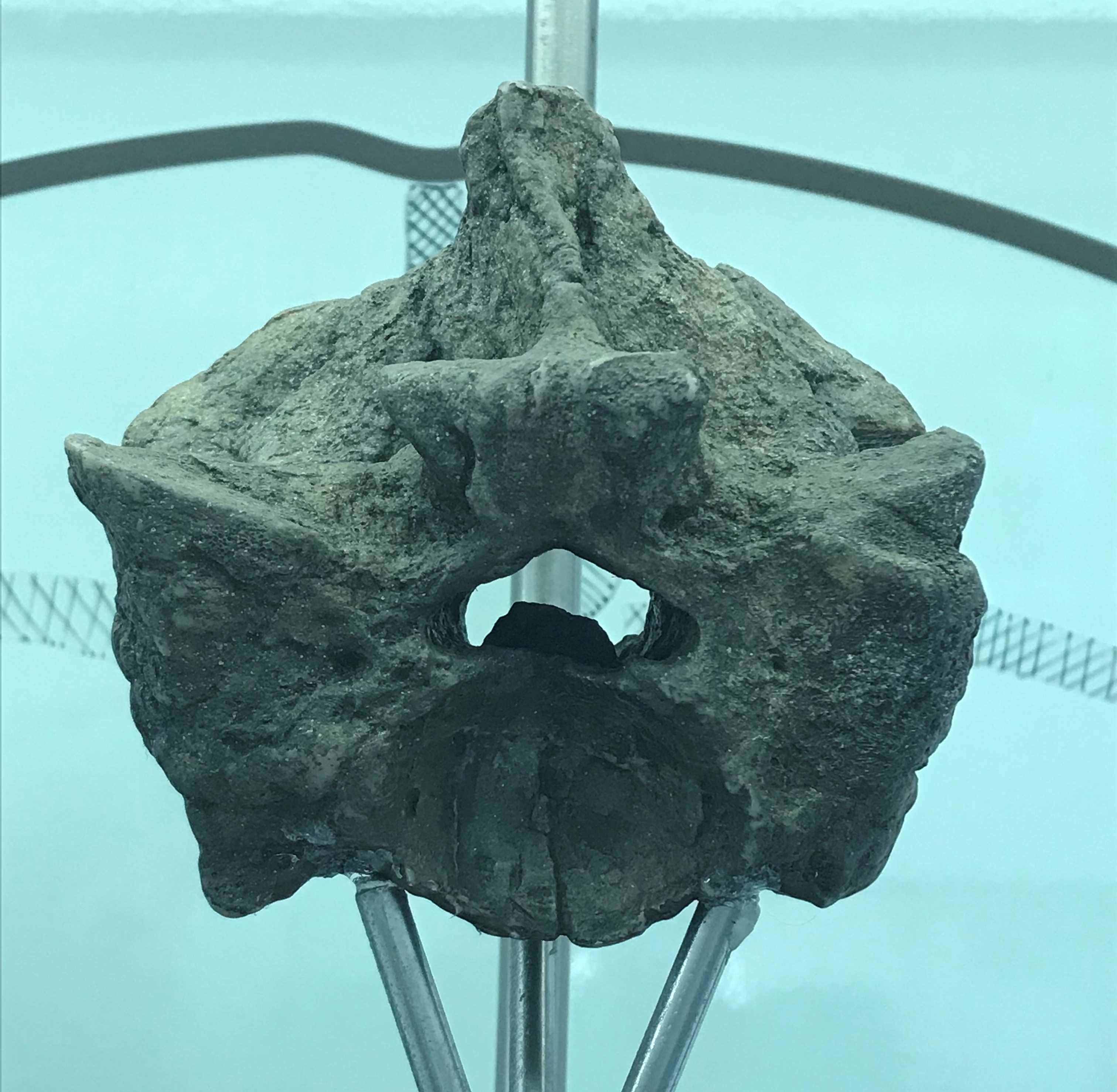 Hóa thạch rắn Titanoboa được phát hiện ở một mỏ than (ảnh: HowStuffWorks)