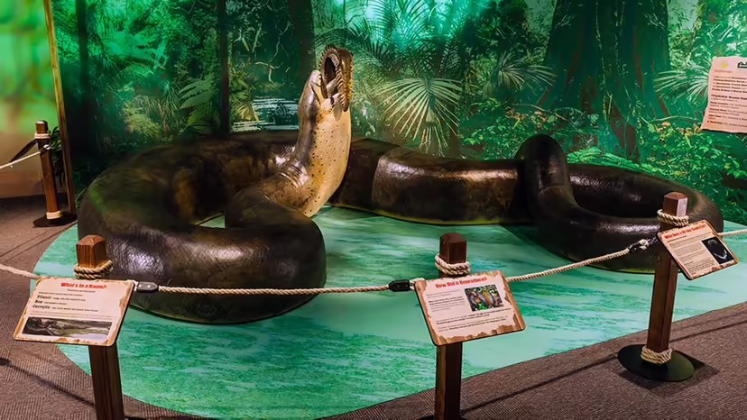Mô hình rắn Titanoboa ở New York (ảnh: News Week)