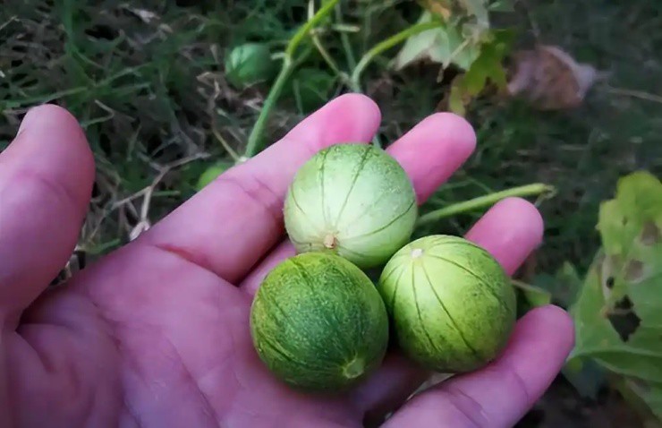 Phát hiện “vàng lỏng” trong loài cây dại từng bị “ghét cay ghét đắng” - 2
