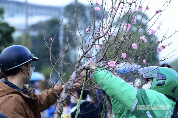 Dịch vụ chở hoa, cây cảnh cũng hoạt động hết công suất...