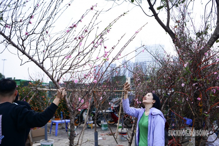 Tuy đã chở một cành đào nhưng nhiều người vẫn muốn nán lại xem thêm sắc hoa trên phố.