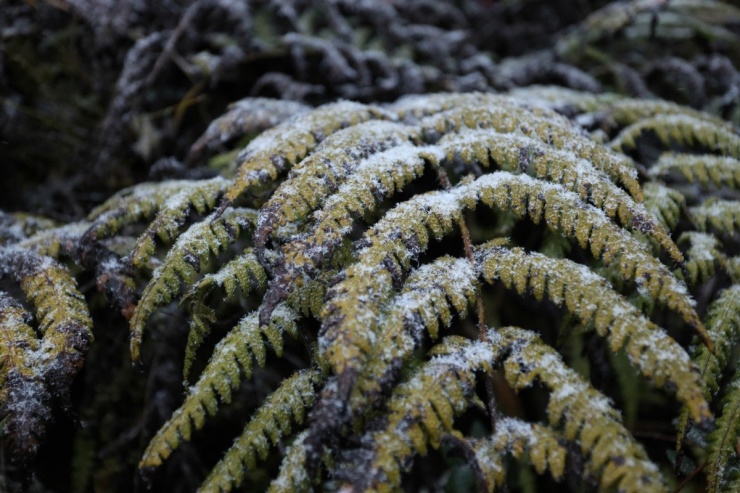 Không giống như băng đông kết thành đá, bông tuyết từ trên cao rơi xuống xốp nhẹ.