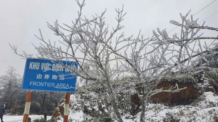 Mưa tuyết phủ trắng xóa mặt đất, cây cối ở xã Y Tý, huyện Bát Xát, nơi cao hơn mực nước biển 2.000 m. Ảnh: Đặng Ngọc Dân