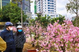 Thị trường - Tiêu dùng - Đào bung nở khắp phố dưới mưa rét, tiểu thương &quot;cắn răng&quot; xả lỗ