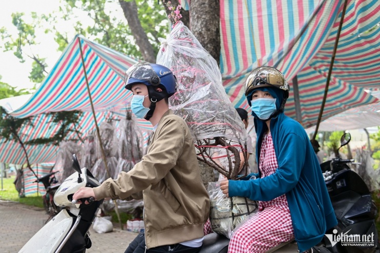 Cây đào giá 700.000 đồng hôm nay giảm xuống 350.000 đồng.