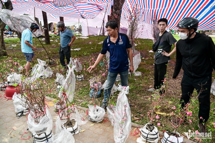 Anh Long cố nán lại bán nốt gần 20 cây đào. "Số đào này nếu không bán thì cũng bỏ rất uống nên tôi sẽ bán nốt tới chiều. Nhiều người trả giá rất thấp tôi đành đồng ý", anh Long nói.