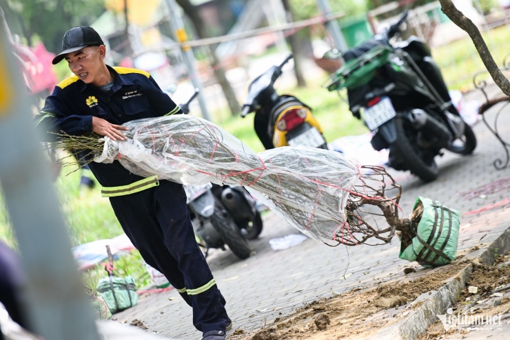 Những gốc đào có giá vài triệu đồng cũng bị bỏ lại.