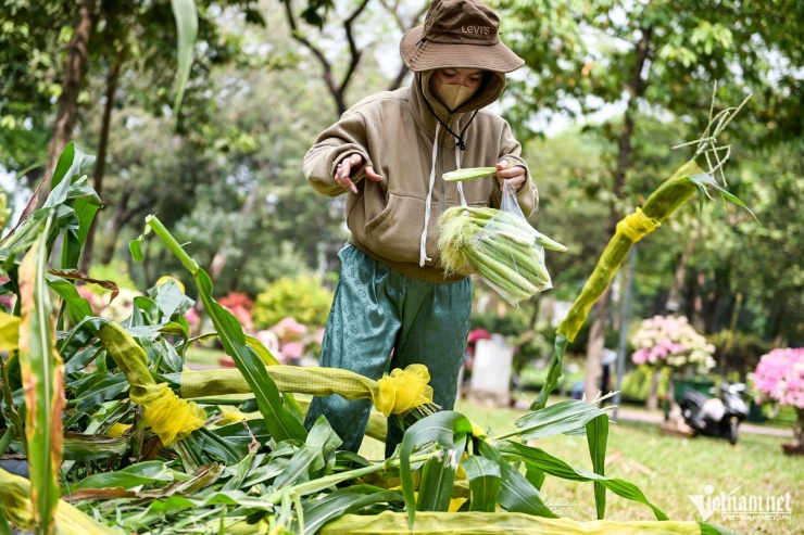 Chị Kiều Oanh bỏ lại hơn 20 cây ngô và dọn số gốc mai còn mang về vườn ươm năm sau bán tiếp. "Năm nay buôn bán chậm quá, tôi về Bến Tre sớm để tranh thủ chuẩn bị cúng Giao thừa thôi", chị nói.