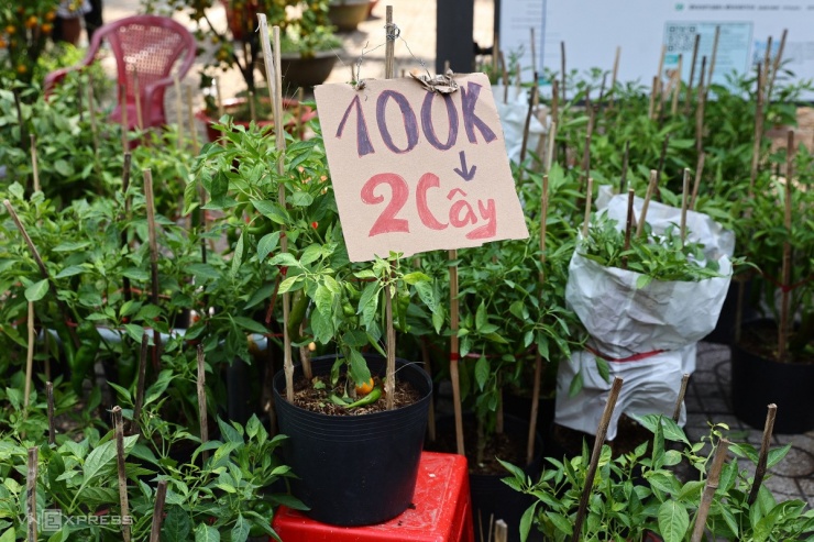 Một tiếng trước giờ trả mặt bằng, nhiều tiểu thương treo bảng bán đồng giá từ 100.000-200.000 đồng một cặp. Hoa đồng giá phần nhiều là loại ngắn ngày như cúc, vạn thọ, mào gà, ớt cảnh...