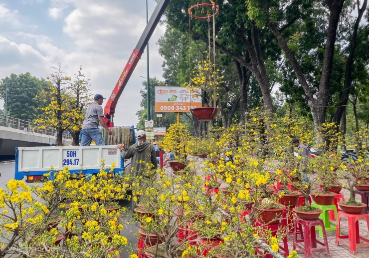 Những chậu mai lớn, lâu năm có giá trị cao không bán hết được chủ vườn gom lên xe để trồng dưỡng lại.