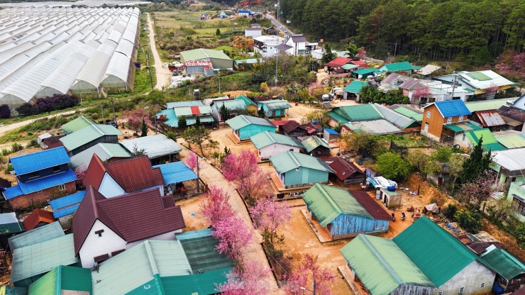 Hoa đào rực rỡ quanh ngôi làng nhỏ trên cao nguyên - 3