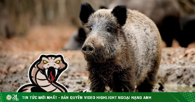 Lợn đấu với rắn độc, khả năng chiến đấu.