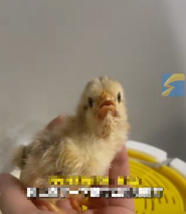 Người phụ nữ dùng đèn sưởi để sưởi ấm cho gà con, không ngờ biến thành "gà nướng" - 1