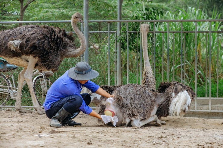 Sau 12 tháng nuôi, những con đà điểu có thể trạng tốt, không bệnh tật được tuyển chọn làm giống. Đà điểu sinh sản từ tháng 12 năm nay đến tháng 10 năm sau. Mỗi con đà điểu đẻ 1 trứng/ngày và đẻ cách ngày. Mỗi năm 1 con đà điểu đẻ chừng 50 - 100 trứng. Mỗi lần đà điểu đẻ đều phải có nhân viên túc trực, “đỡ đẻ” để tránh hư, vỡ trứng, đảm bảo trứng không bị nhiễm khuẩn.