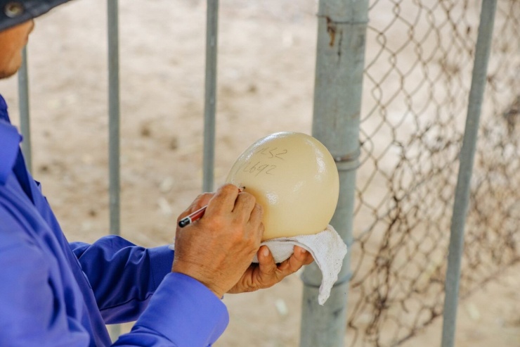 Mỗi quả trứng đà điểu có thể nặng 2-3kg. Sau khi đà điểu đẻ trứng sẽ được cân và bổ sung thêm thông tin về khối lượng, tình trạng vỏ trứng như vỏ sần, vỏ mỏng, vỏ nứt… trong hồ sơ theo dõi trứng theo quy định. Sau đó, trứng được đem khử trùng, rồi đưa vào các máy ấp.