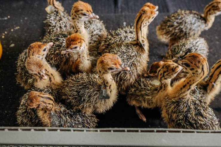 Con non nở ra phải được nuôi trong lồng, sau khoảng vài giờ hoặc 1-2 ngày, đà điểu con được gắn thẻ nhôm đã đánh số vào cổ. Mã số này sẽ theo suốt đời con đà điểu và mọi thông tin từ quả trứng đến quá trình nuôi như sử dụng thức ăn, tình hình bệnh, các loại thuốc sử dụng, thời gian đào thải thuốc theo quy định…. được cập nhật qua phần mềm quản lý đà điểu của Trung tâm để đảm bảo thông suốt trong việc truy xuất nguồn gốc theo tiêu chuẩn.